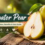 Navigator Pear